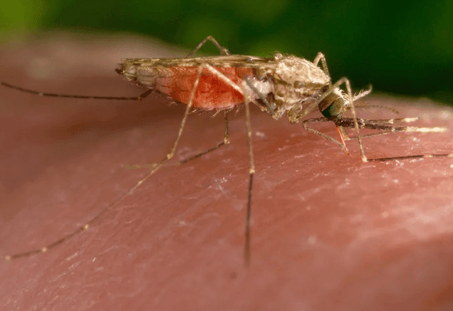 Imagem da noticia Quais são as complicações da malária, doença que afetou Sebastião Salgado