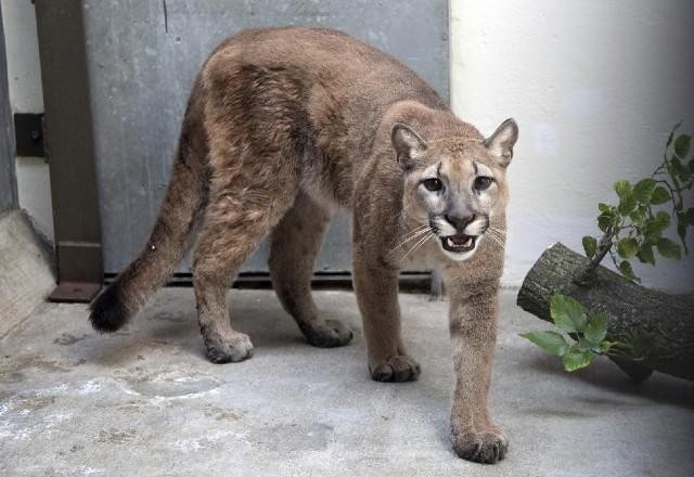 Imagem da noticia Puma é resgatada em Nova York após ser mantida como animal doméstico