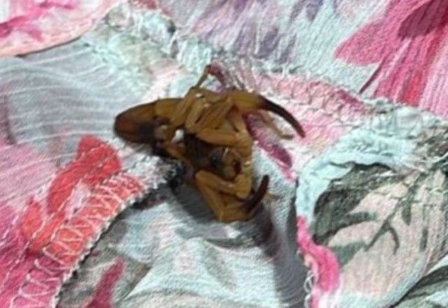 Imagem da noticia Jovem é picada por escorpião em provador de loja de shopping no DF: "Ainda estou sentindo muita dor"