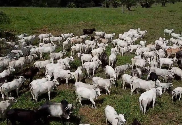 Imagem da noticia Agronegócio avança na digitalização e oferece novas soluções à produtores