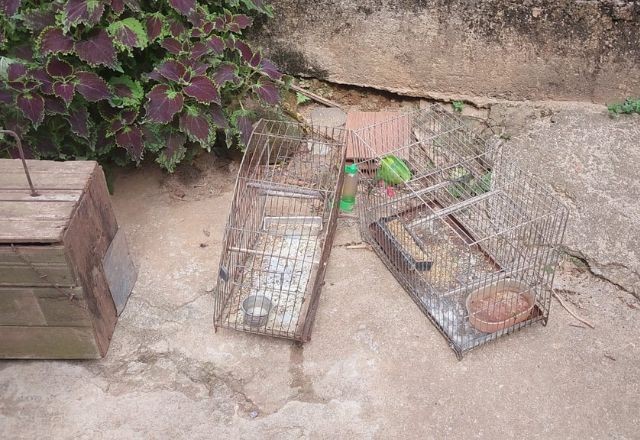 Imagem da noticia Polícia Federal resgata 16 aves silvestres mantidas ilegalmente em cativeiro em Petrópolis (RJ)