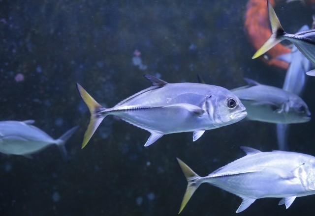 Imagem da noticia Aquário de SP: uma aula de educação ambiental entre sereias e tubarões