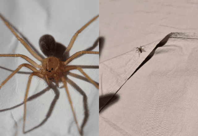 Imagem da noticia Biólogo encontra aranhas marrons em cama de quarto alugado e faz alerta