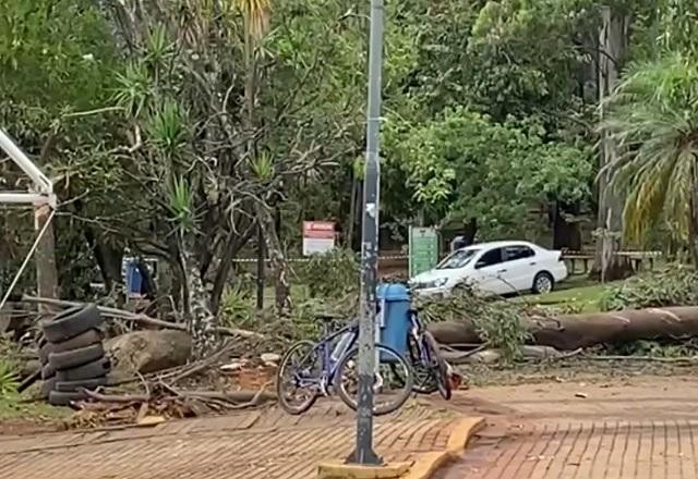 Imagem da noticia Árvore cai em parque de Campinas (SP) e mata criança