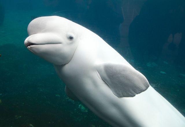 Imagem da noticia França: baleia beluga aparece no rio Sena e ambientalistas estudam resgate