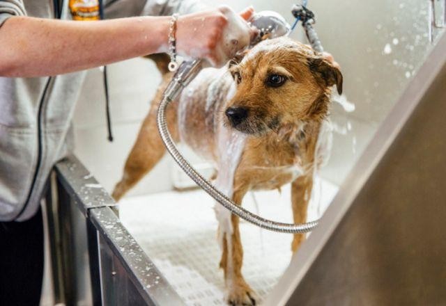 Imagem da noticia Mercado pet registra mais de 18,3 mil novos negócios no primeiro semestre