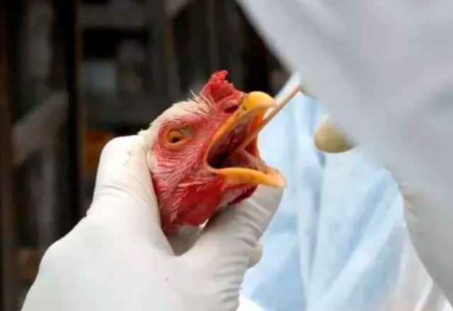 Imagem da noticia Gripe aviária: ministro da Agricultura prevê retomada da exportação de frango em 28 dias