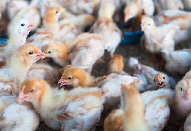 Imagem da noticia Japão suspende importação de carne e frango de SC após caso de gripe aviária