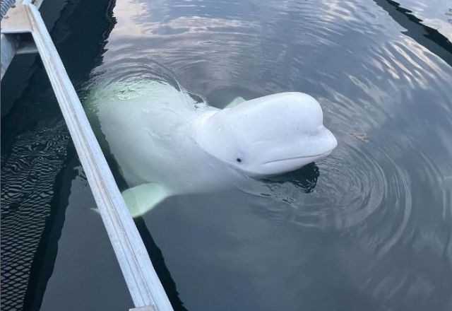 Imagem da noticia Baleia beluga que seria "espiã russa" é encontrada morta no mar da Noruega