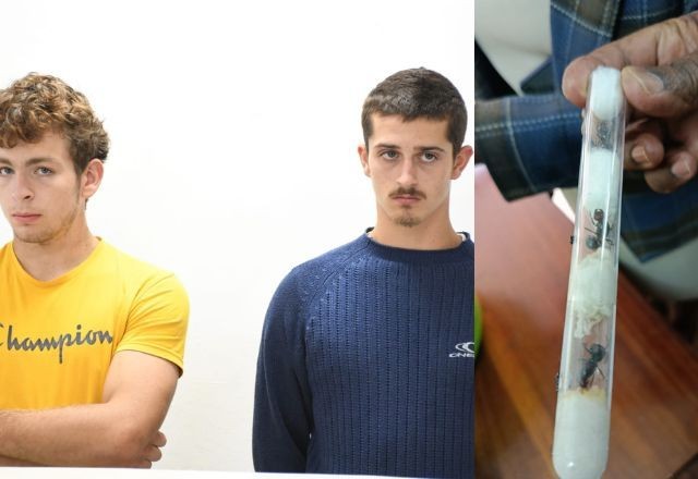 Imagem da noticia Dois belgas são presos no Quênia tentando traficar 5 mil formigas