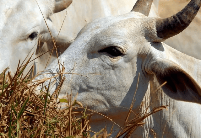 Imagem da noticia México supera EUA como 2º destino da carne bovina brasileira, diz associação