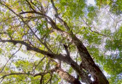 COP30 na Amazônia: destruição da Amazônia ameaça agronegócio e economia do Brasil COP30 na Amazônia: destruição da Amazônia ameaça agronegócio e economia do Brasil