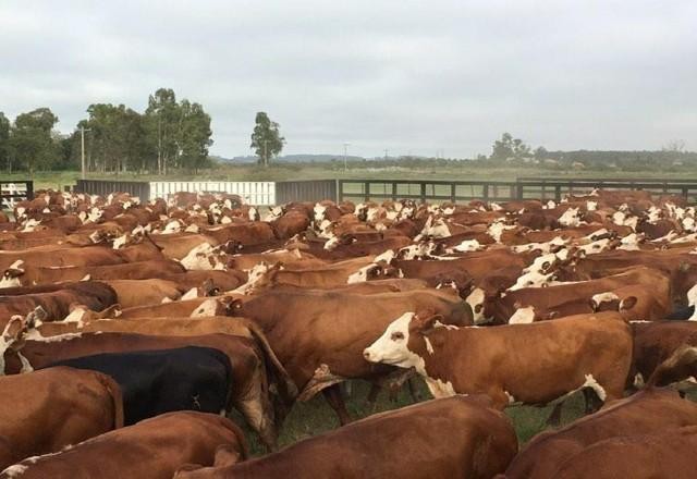 Imagem da noticia Quadrilha aplica golpe milionário em pecuaristas do RS