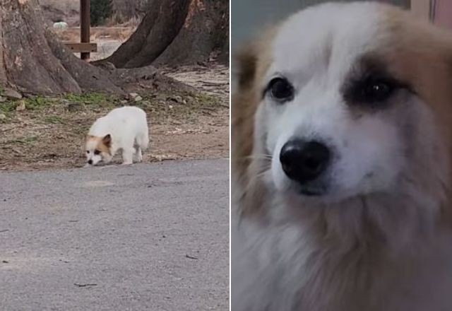 Imagem da noticia Cachorro que perdeu a família em acidente de avião é resgatado na Coreia do Sul