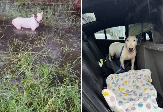 Imagem da noticia Vídeo: polícia salva cão abandonado amarrado antes da chegada do furacão Milton