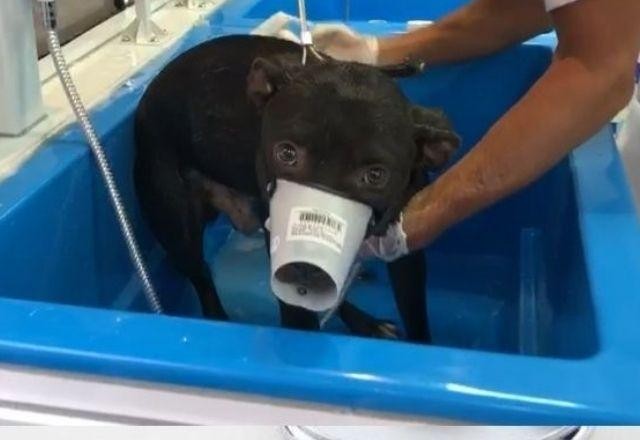 Imagem da noticia Prefeitura resgata mais de 200 animais em áreas afetadas de Petrópolis