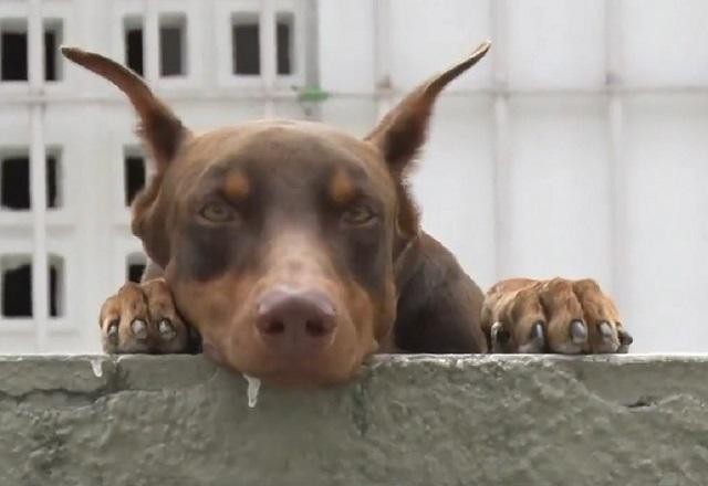 Imagem da noticia Vídeo Heron, o "cão herói", coloca assaltantes para correr