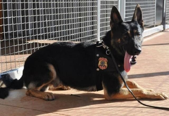 Imagem da noticia Cães farejadores têm mais de 90% de eficácia na detecção de Covid, diz estudo