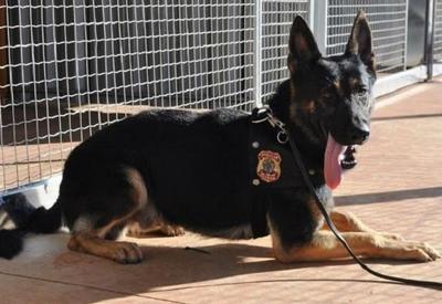 Cães farejadores têm mais de 90% de eficácia na detecção de Covid, diz estudo Cães farejadores têm mais de 90% de eficácia na detecção de Covid, diz estudo