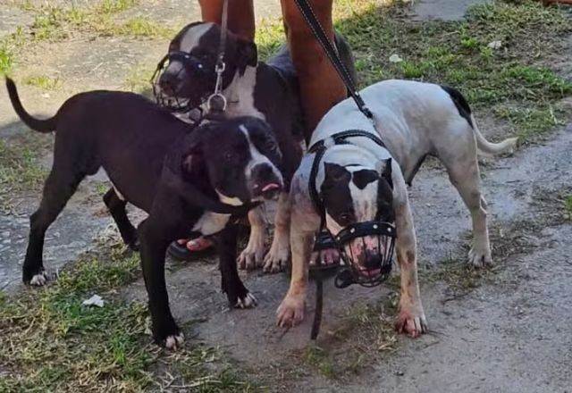 Imagem da noticia Mortes por ataque de cães: Brasil registra maior quantidade de casos em quase 30 anos