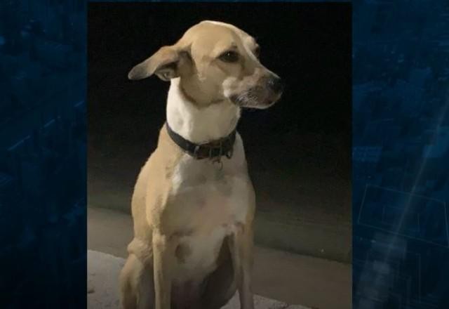 Imagem da noticia Cachorra desaparece entre conexões da Gol no aeroporto de Guarulhos