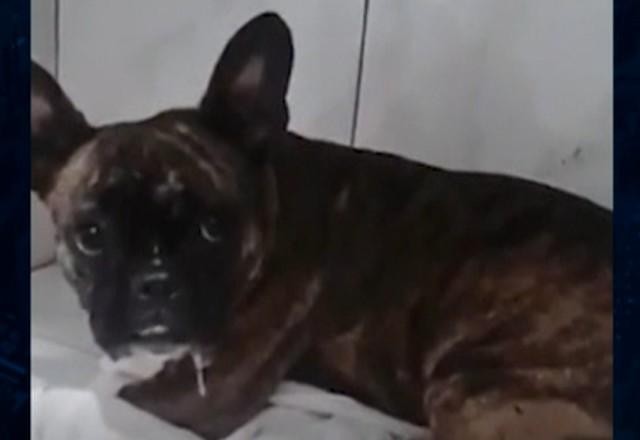 Imagem da noticia Polícia quebra vidro de carro para resgatar cachorro em SC