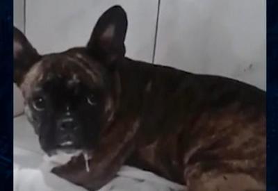 Polícia quebra vidro de carro para resgatar cachorro em SC Polícia quebra vidro de carro para resgatar cachorro em SC