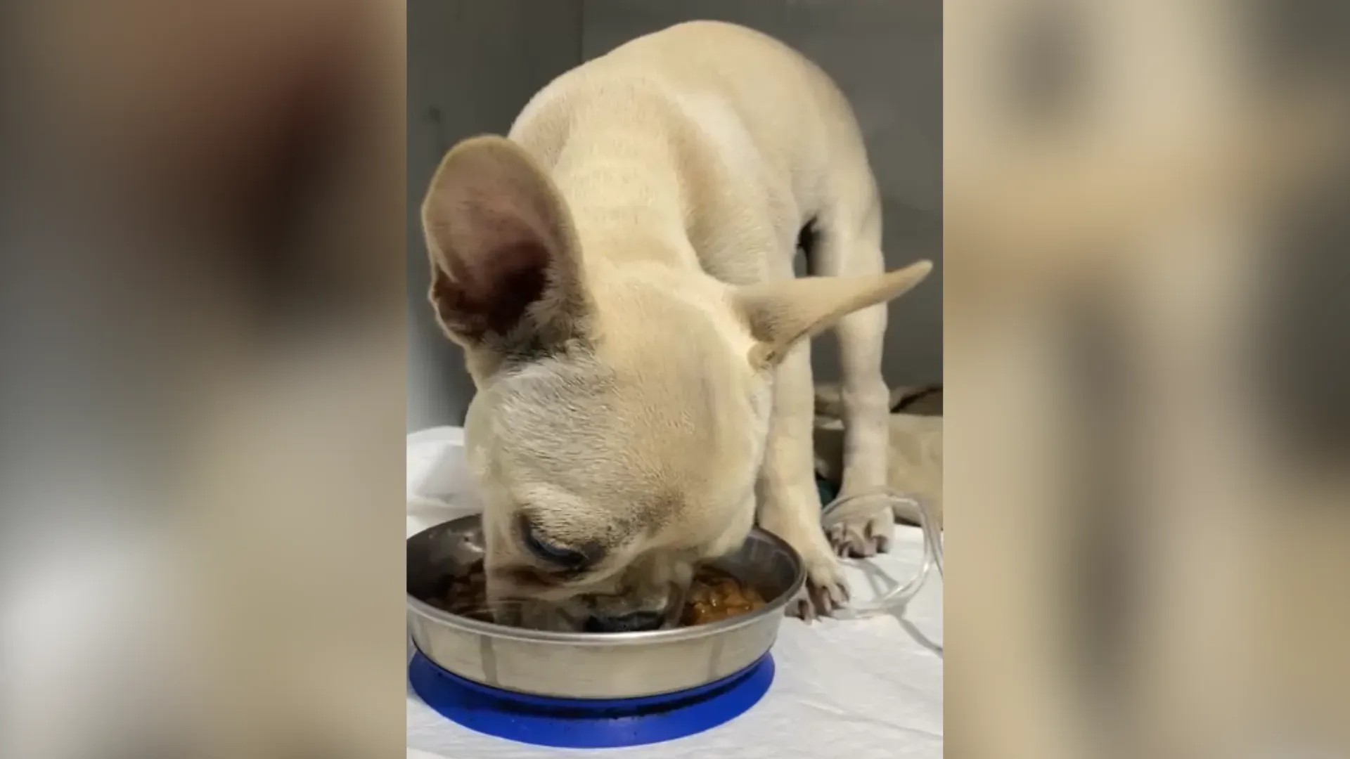 Imagem da noticia Bulldog ingere 55 pedras de crack e é salvo por veterinários em SC
