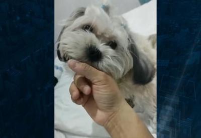 Família pede justiça após cachorra morrer em clínica veterinária de Osasco (SP) Família pede justiça após cachorra morrer em clínica veterinária de Osasco (SP)