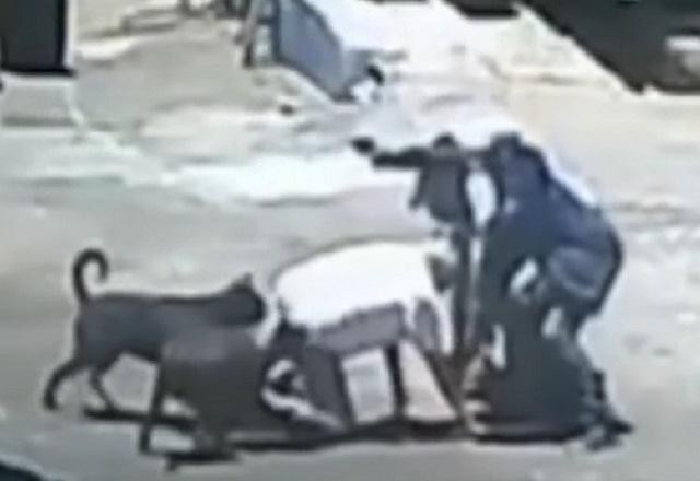 Imagem da noticia Cachorro que defendeu o dono durante assalto continua internado