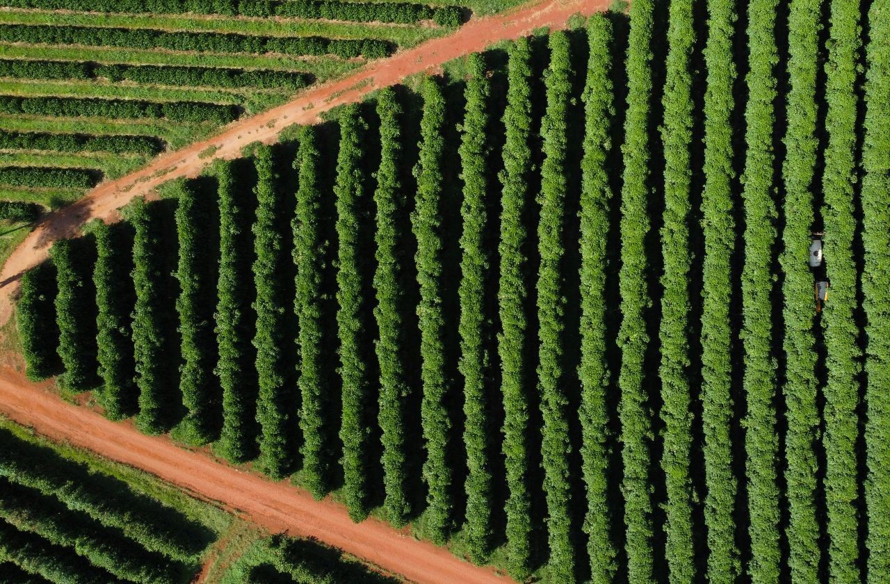 Imagem da noticia Exportação de café cai 27% em novembro após impacto de tarifa dos EUA, aponta Cecafé