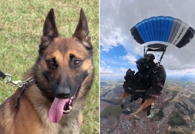 Imagem da noticia Cão da PM salta de paraquedas em treinamento tático em SP
