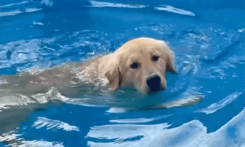 Imagem da noticia Cachorra que estava desaparecida é encontrada morta em quintal de adestrador