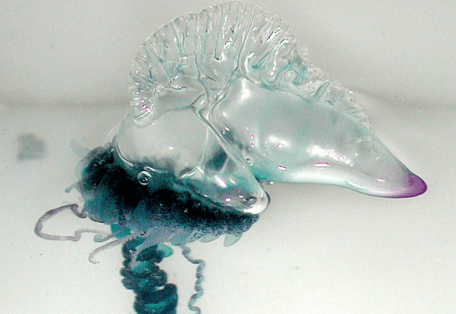 Imagem da noticia O que são caravelas-portuguesas, responsáveis por queimar banhistas em praia do Piauí