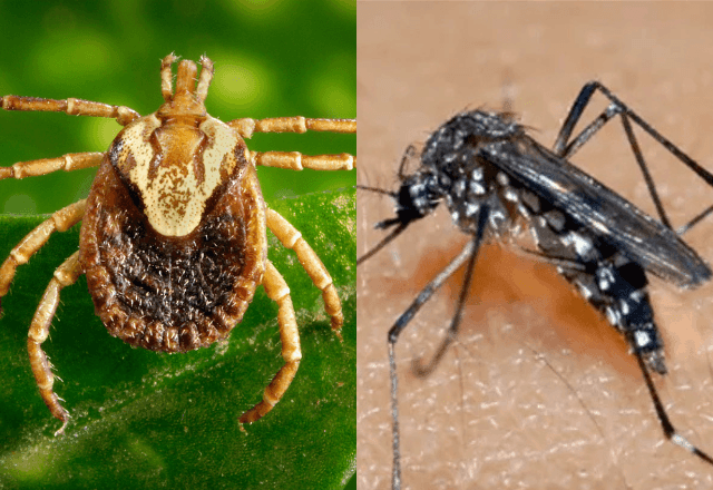 Imagem da noticia Como se prevenir de mosquitos e carrapatos?