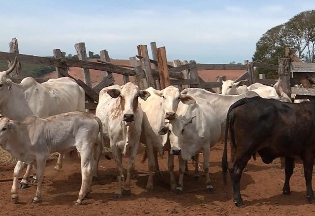Imagem da noticia Conheça a história rara dos bezerros trigêmeos de Varginha