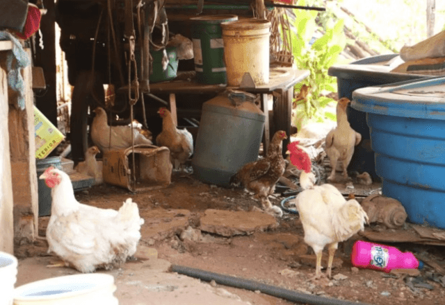 Imagem da noticia Estado de SP confirma primeiro caso de gripe aviária em criação doméstica