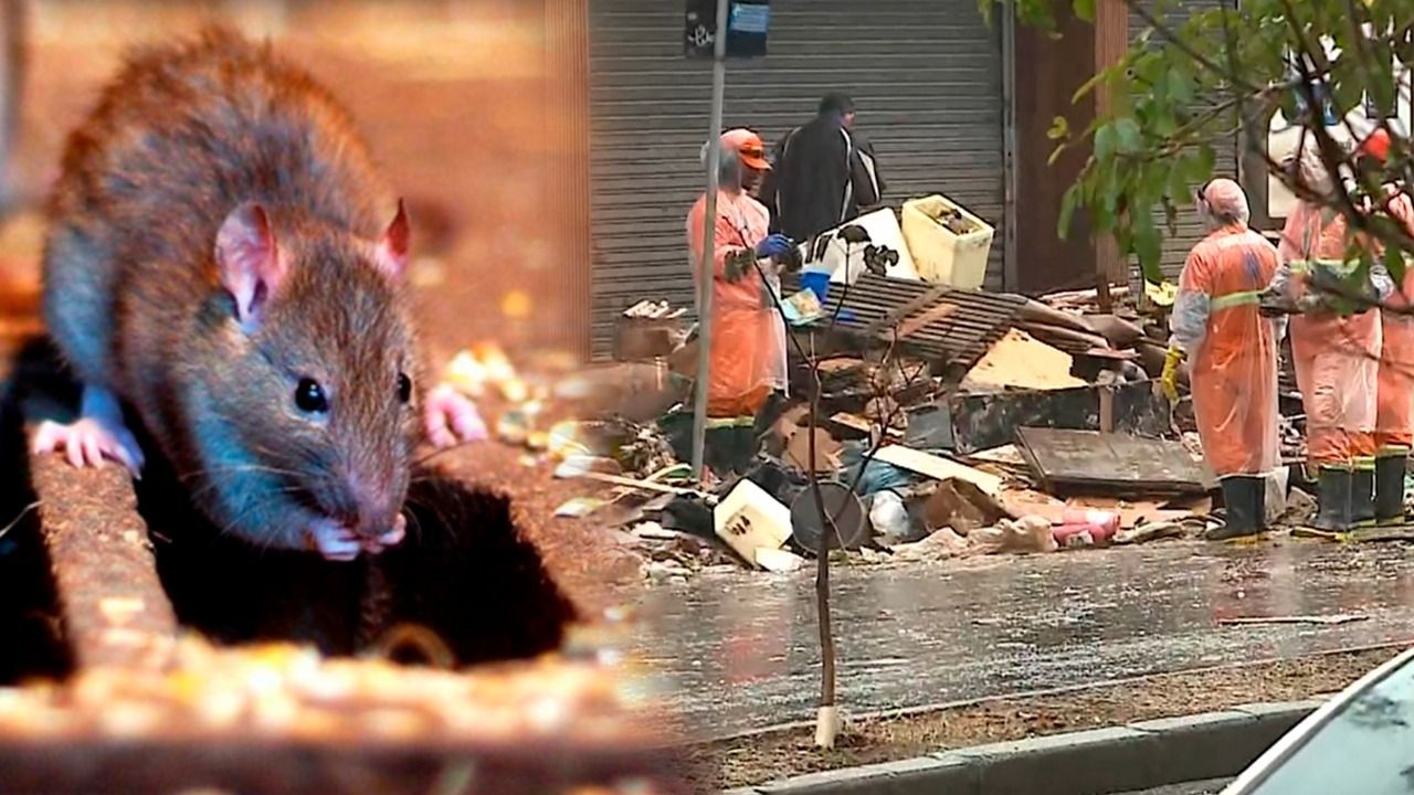 Imagem da noticia Poder Expresso: Depois das fortes chuvas, casos de leptospirose assustam gaúchos