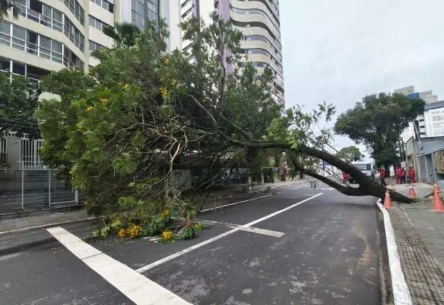 Imagem da noticia Espírito Santo segue em alerta após chuva causar estragos, derrubar árvores e alagar escola