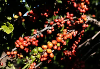 Setor do café comemora fim do tarifaço e elogia governo brasileiro: 'Forte trabalho diplomático' Setor do café comemora fim do tarifaço e elogia governo brasileiro: 'Forte trabalho diplomático'