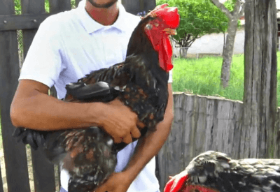 Baiano cria galos de 1 metro e vende dúzia de ovos por R$ 700