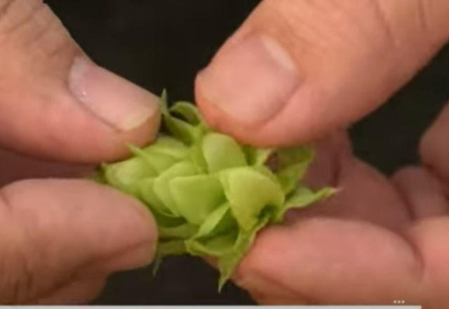 Imagem da noticia Produção de lúpulo, planta típica da cerveja, cresce no Brasil