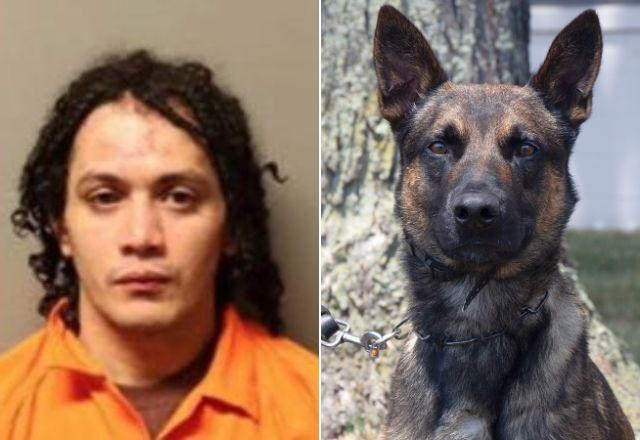 Conheça Yoda, o cão policial que capturou brasileiro foragido nos EUA