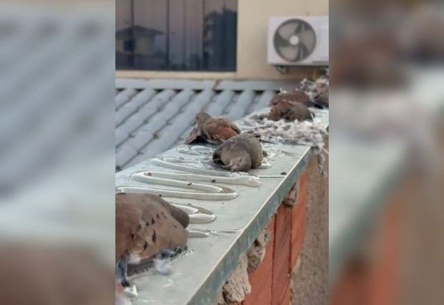 Imagem da noticia Cinquenta aves silvestres morrem após aplicação de adesivo repelente em condomínio no DF; polícia investiga