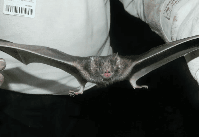 Imagem da noticia Variante do coronavírus é encontrada na América do Sul