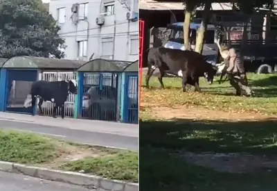 Touro é abatido após atacar pedestres e policiais em Porto Alegre; veja vídeo Touro é abatido após atacar pedestres e policiais em Porto Alegre; veja vídeo