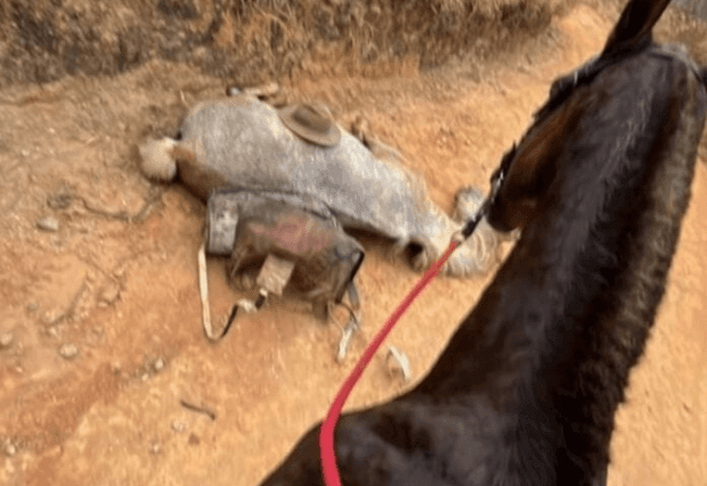 Imagem da noticia Cavalo foi mutilado em Bananal (SP) enquanto estava com vida, mostra perícia