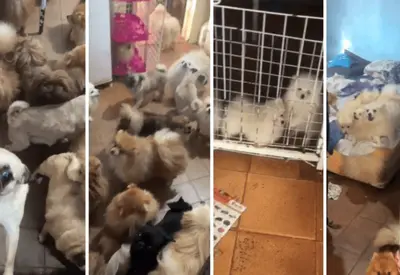 Mau cheiro, insalubridade e desnutrição: PM resgata mais de 70 cães em situação de maus-tratos em SP Mau cheiro, insalubridade e desnutrição: PM resgata mais de 70 cães em situação de maus-tratos em SP