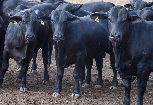 Imagem da noticia Dinamarca se torna 1º país do mundo a taxar flatulência de vaca