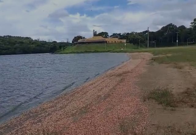 Imagem da noticia Milhares de camarões de água doce aparecem mortos no Rio Tietê, no interior de SP